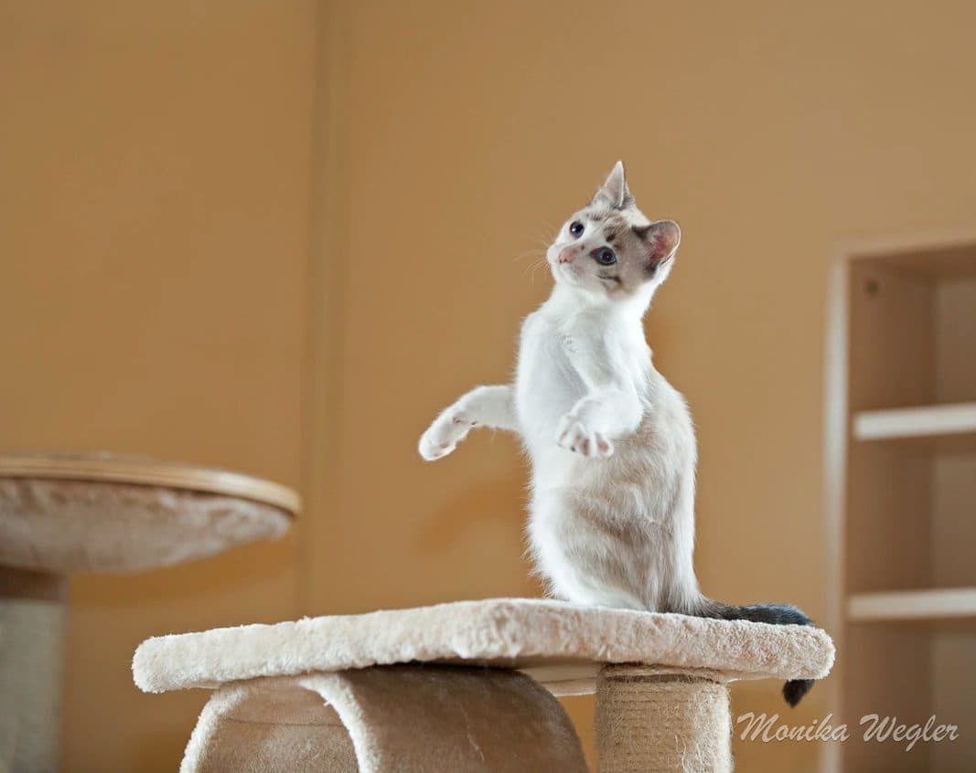 Katze streckt sich auf einem Kratzbaum in der Katzenpension