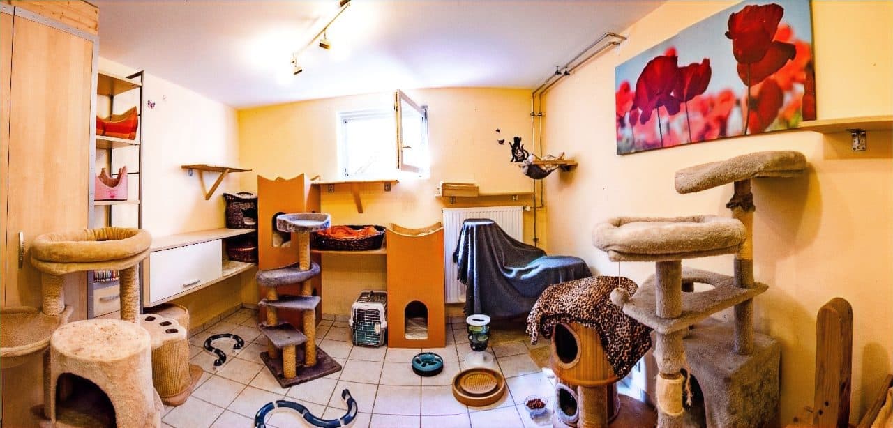Zimmer mit mehreren Kratzbäumen und Rückzugsplätzen
