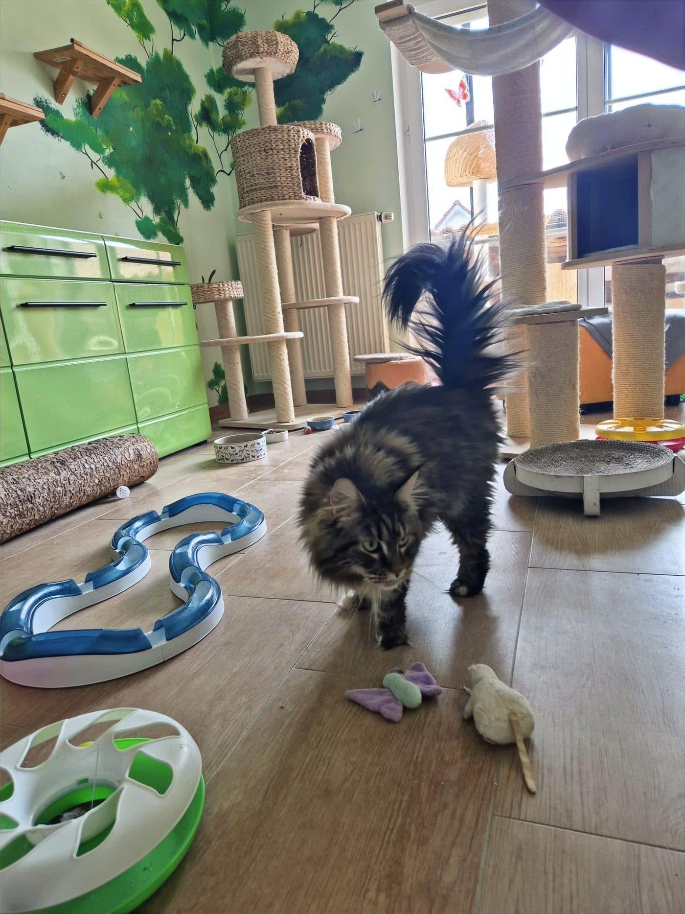 Katze erkundet ihr Zimmer in der Katzenpension