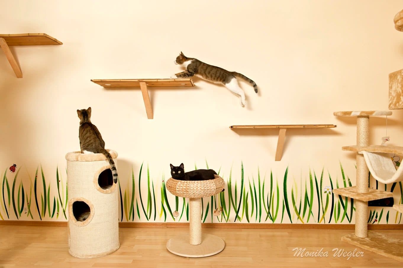 Katze springt zwischen den Kletterebenen an der Wand