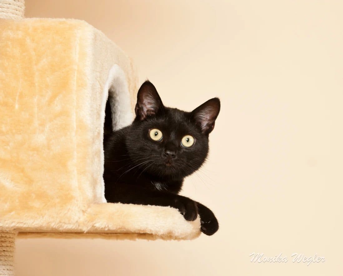 Schwarze Katze schaut aus ihrer Kuschelhöhle