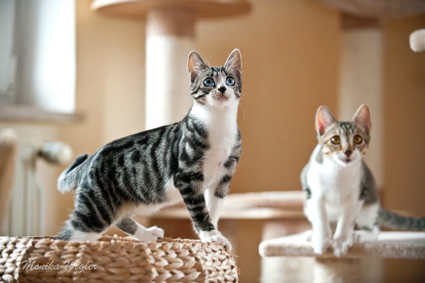 Zwei Katzen auf einer Kletterebene über dem Zimmer