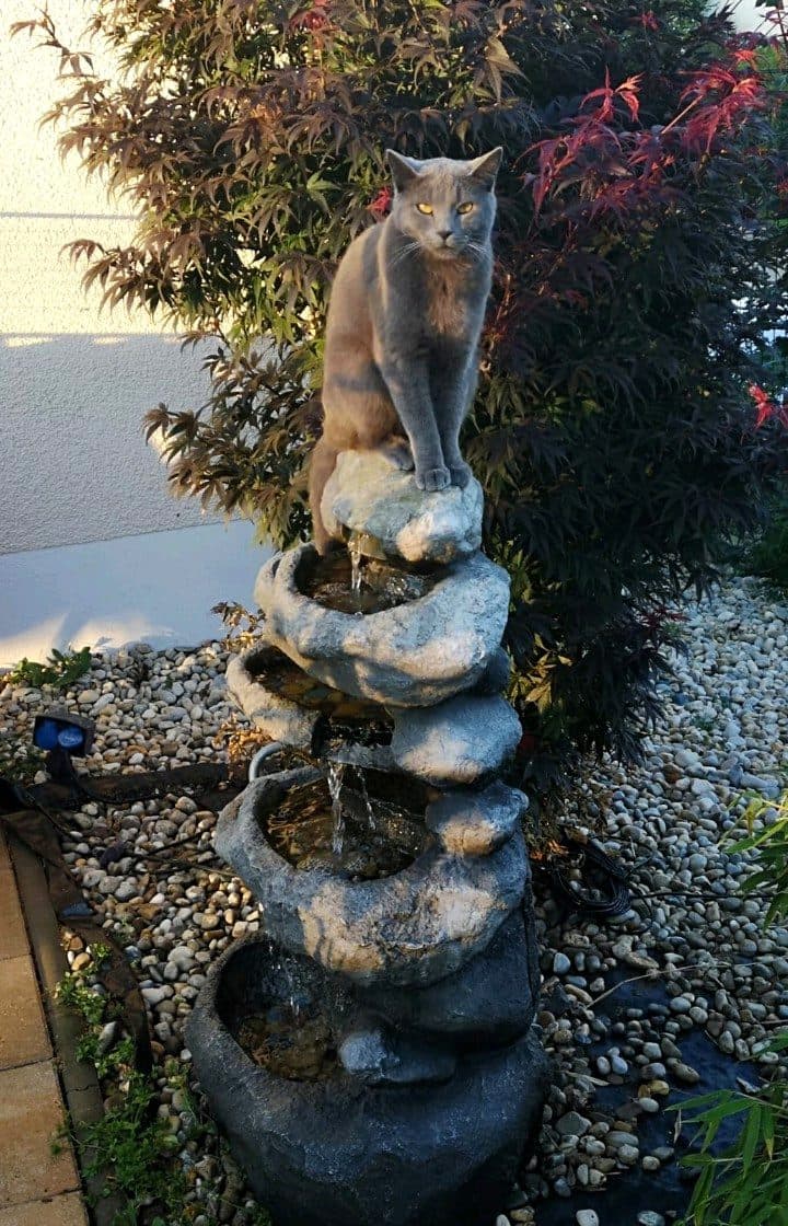 Katze am Trinkbrunnen der Katzenpension