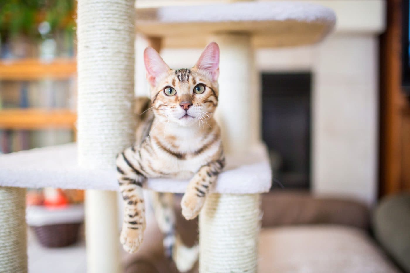 Bengalkatze liegt entspannt auf der obersten Kratzbaumebene