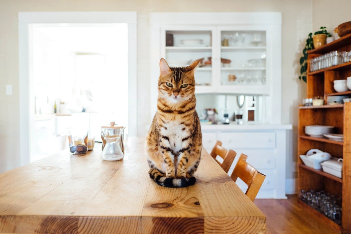 Bengalkatze sitzt auf dem Esstisch im hellen Wohnraum