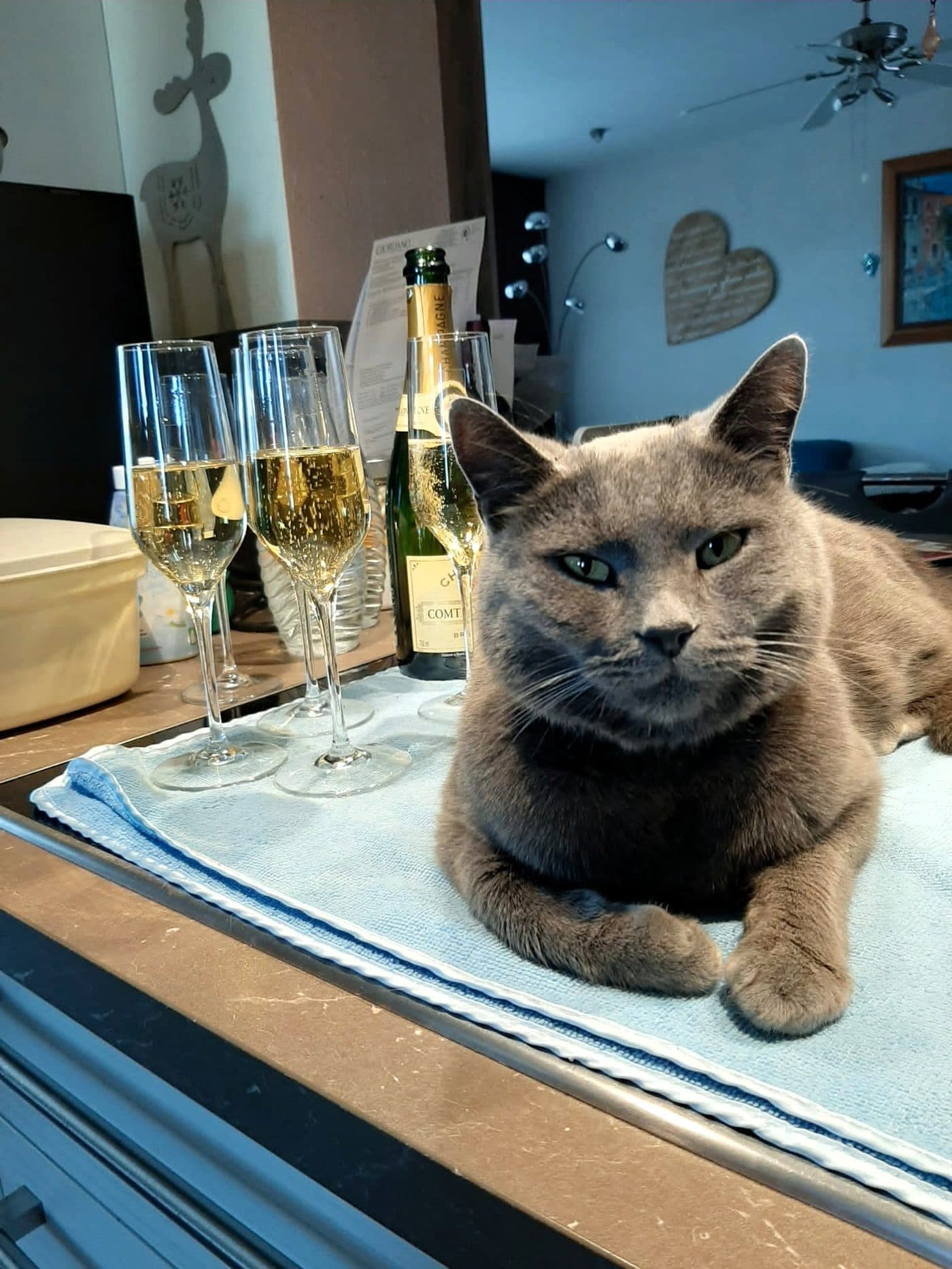 Grauer Kater macht es sich auf seiner Decke bequem