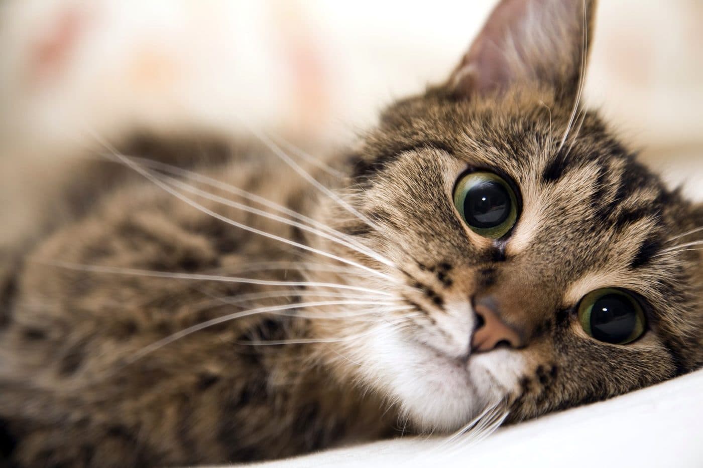 Nahaufnahme einer getigerten Katze