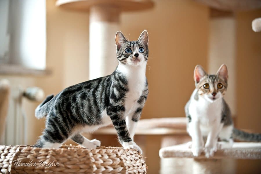 Zwei Katzen sitzen nebeneinander auf einem Korbkratzbaum
