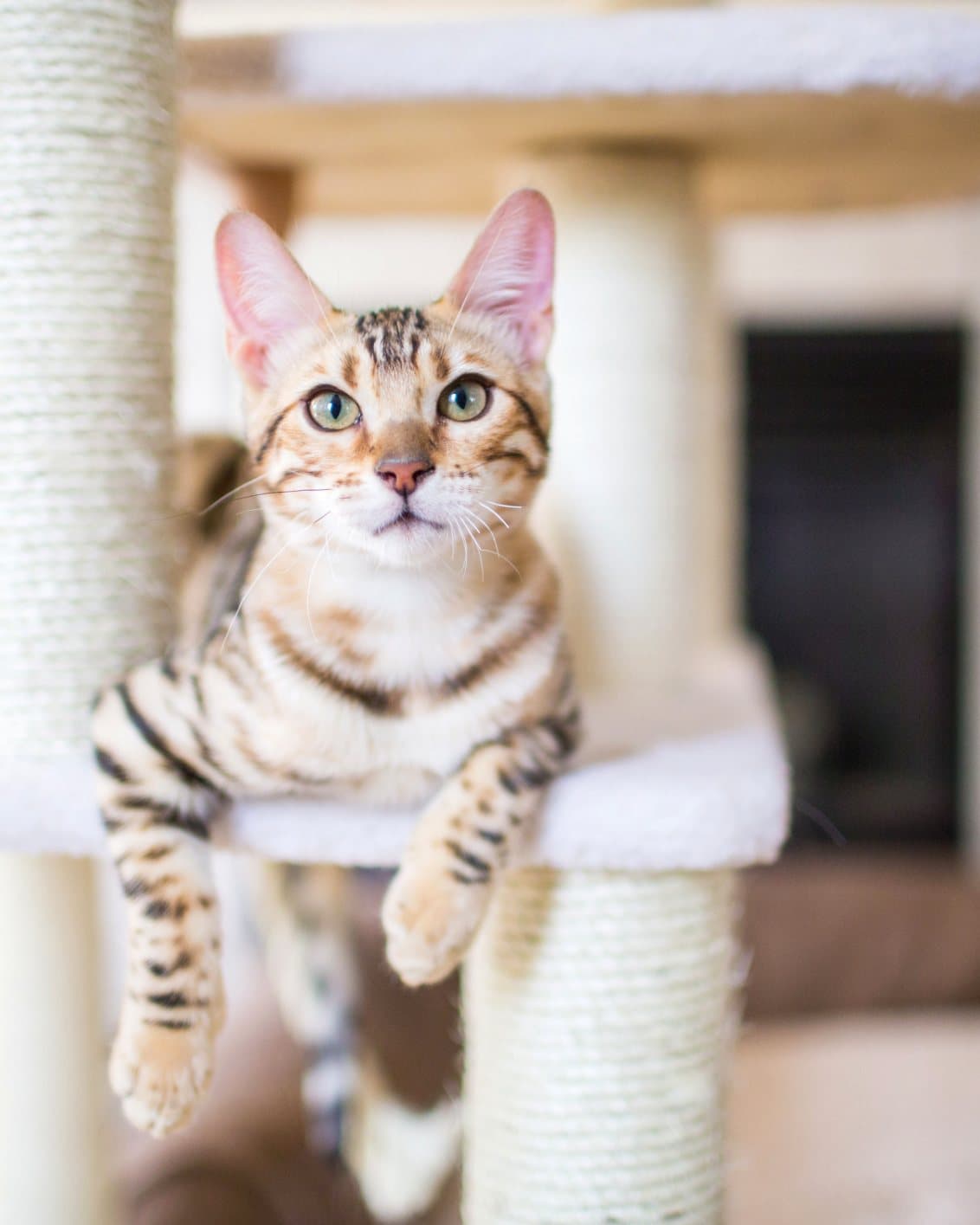 Getigerte Katze entspannt auf der obersten Ebene ihres Kratzbaums in der Katzenpension
