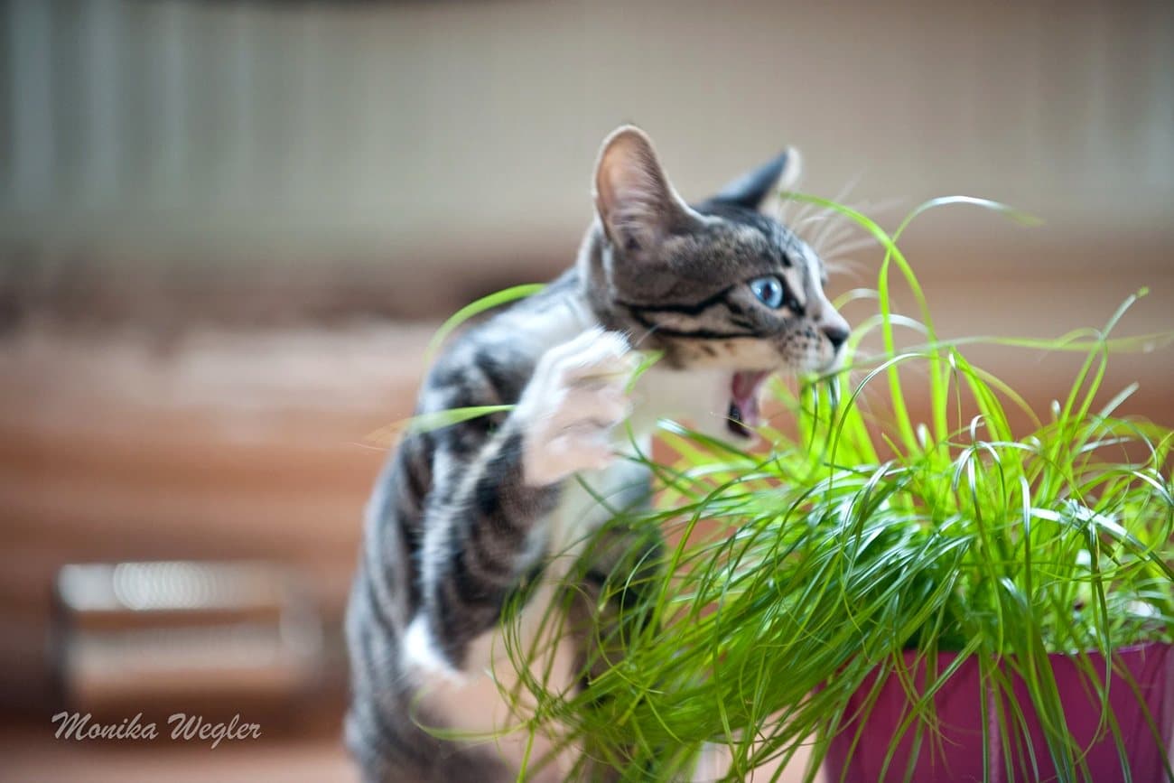 Getigerte Katze knabbert am frischen Katzengras