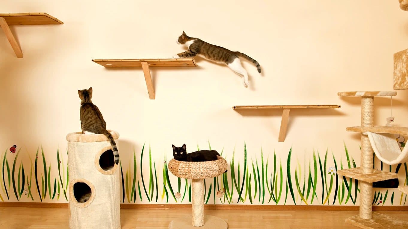 Katze springt zwischen den Kletterebenen an der Wand