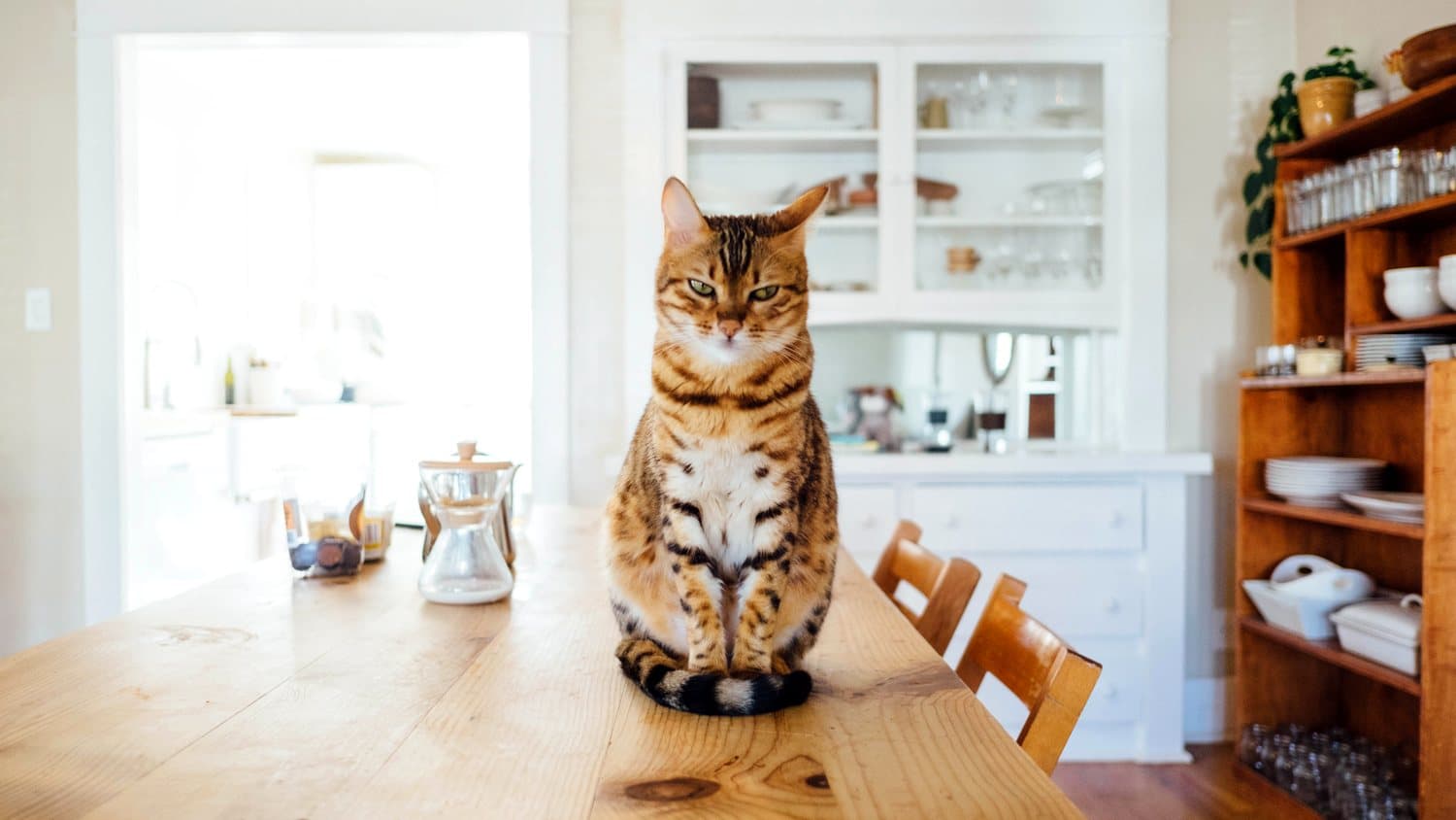 Getigerte Katze sitzt aufmerksam auf dem Esstisch einer hellen Wohnküche
