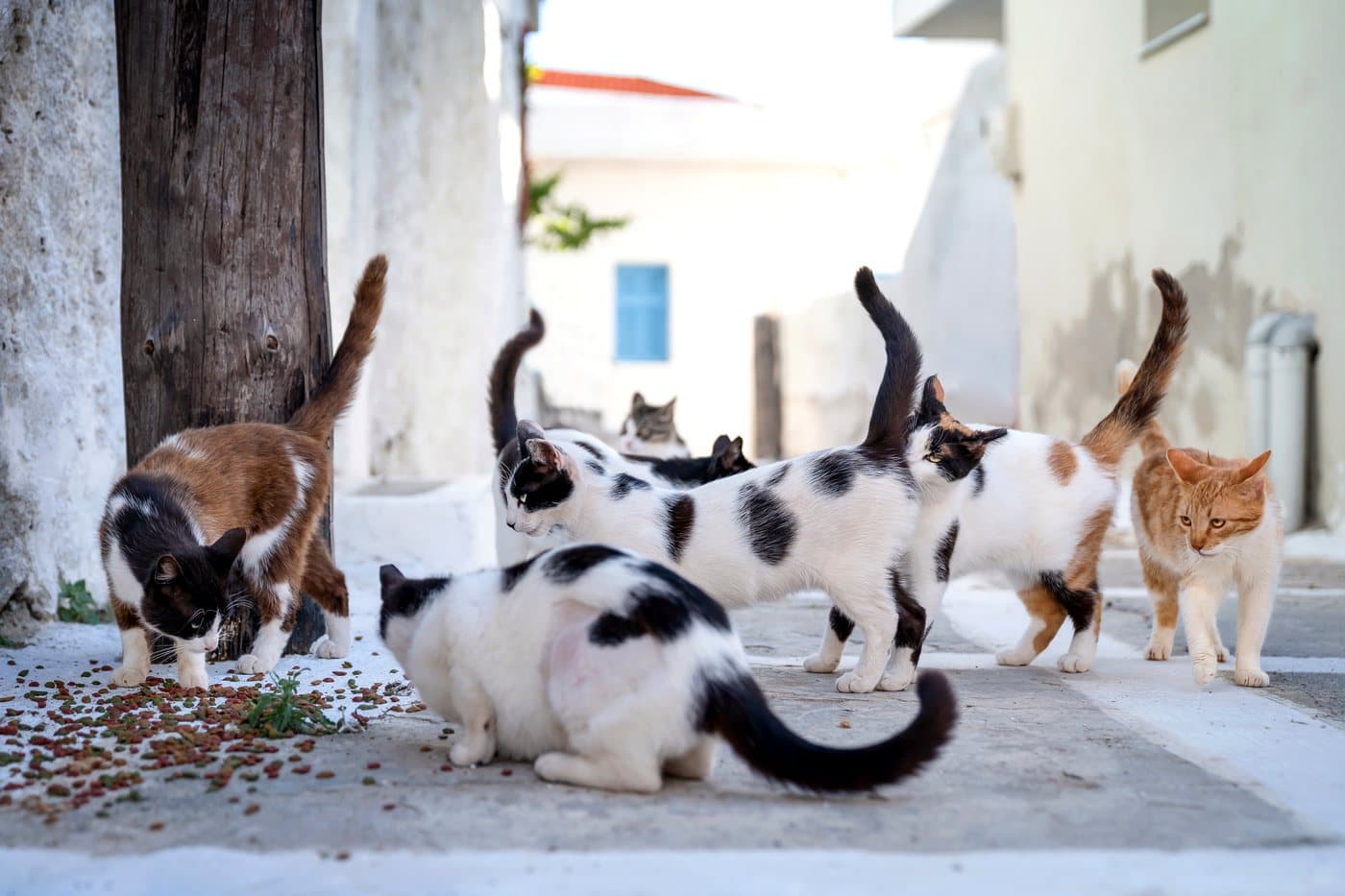 Frei lebende Katzen fressen gemeinsam an einer Futterstelle in einer Dorfgasse