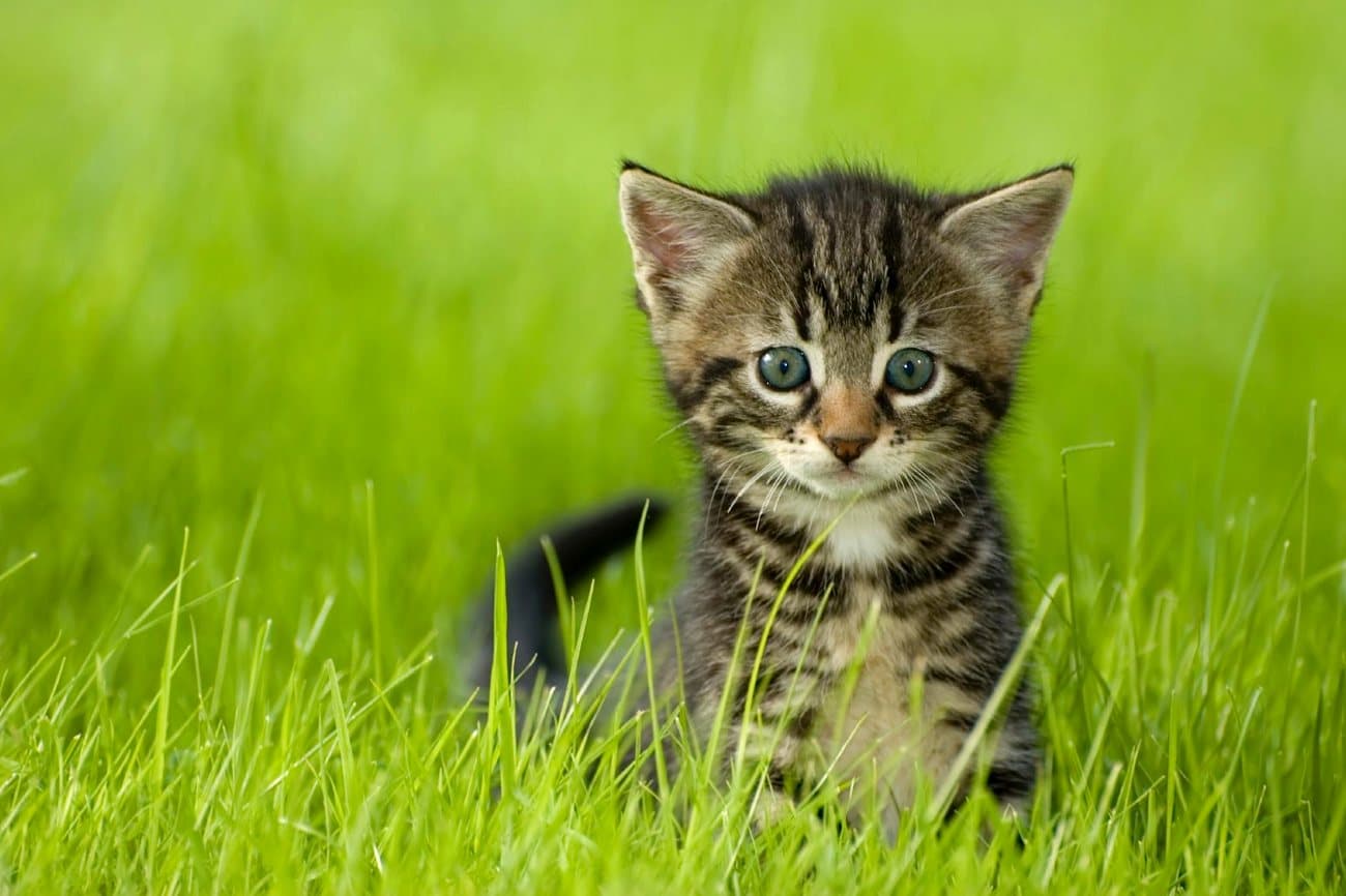 Getigertes Katzenbaby sitzt aufmerksam im hohen Gras