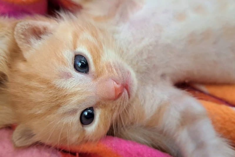 Rotes Katzenbaby liegt entspannt auf einer bunten Decke