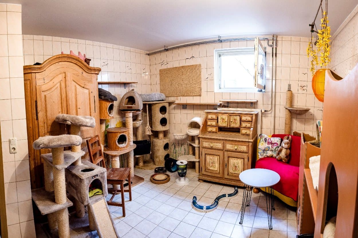 Großes Einzelzimmer mit Holzmöbeln, Kratzbäumen und gemütlichen Liegeplätzen