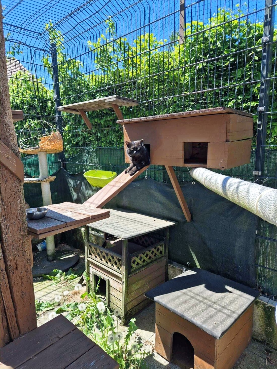 Gesichertes Freigehege im Grünen mit Kletterbaum und Rampe zum Fenster